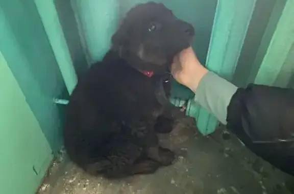 Найдена собака, Чита, фото: Найдена собака, ул. Чкалова 176, Чита