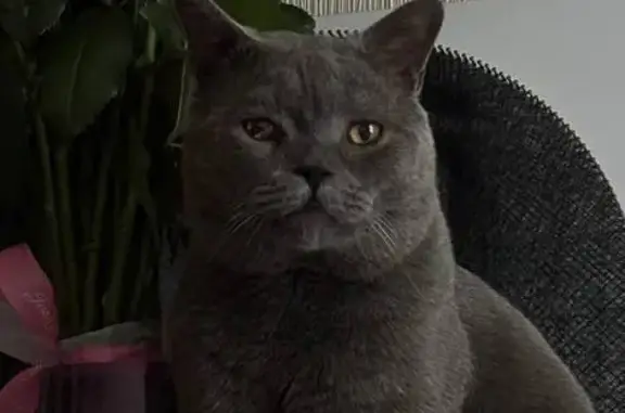 Кошки потеряшки, Подольск, фото: Потеряшка кошка, Болотная ул., Подольск