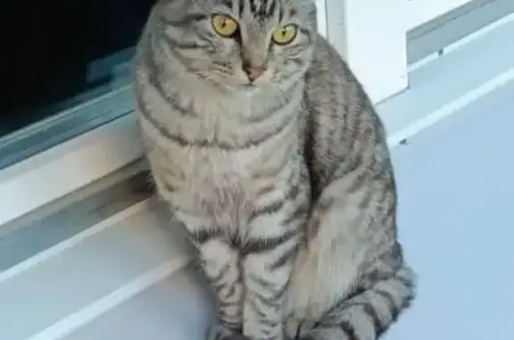 Пропала кошка, ул. 40-летия Победы, Арх.