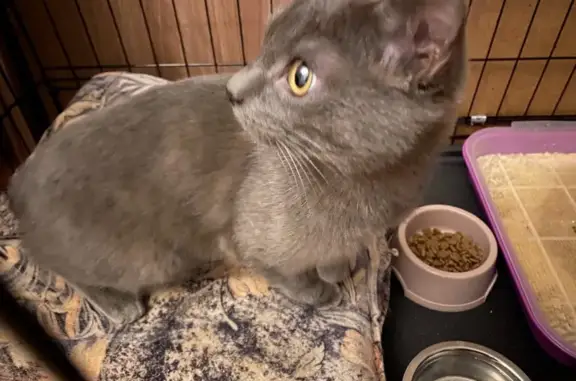 Кошка найдена, ул. Ворошилова, 29, Ижевск