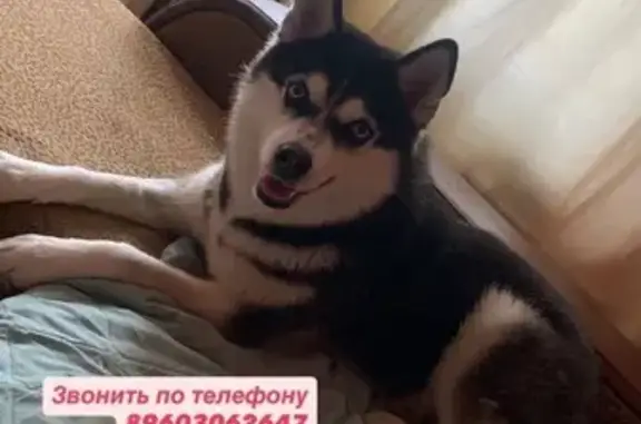 Пропала собака, Кузнецк, Пензенская обл.