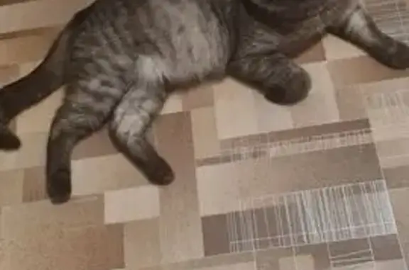 Кошка найдена: Светлый пер., 32, Томск