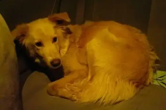 Найдена собака, Кемерово, фото: Собака найдена: Окружная ул., 28, Кемерово