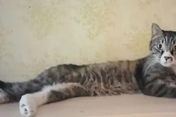 Найдена кошка, Хабаровск, фото: Кот найден: Карла-Маркса 118, Хабаровск