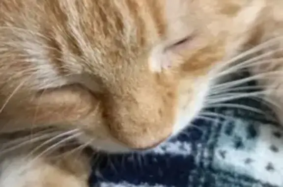 Пропала кошка, Смирягина 33, Новомичуринск