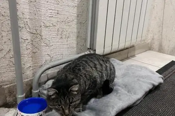 Найдена кошка, Томск, фото: Кошка найдена, Учебная 11, Томск