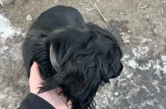 Найдена собака, Омск, фото: Спаниель найден в Омске, ул. Семиреченская 100