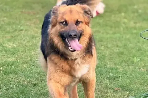 Пропала собака, Калининградская обл.