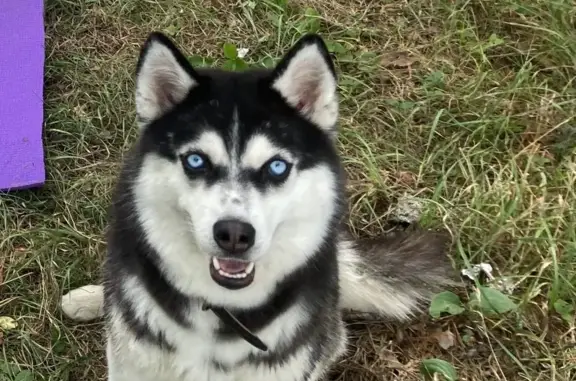Пропала собака, Песчаная ул., Кузнецк