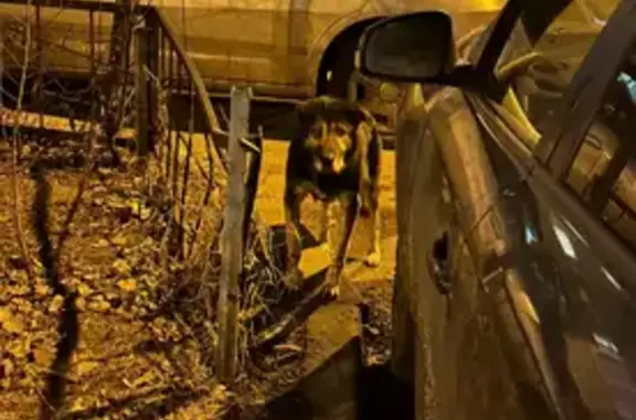 Пропала собака, ул. Тимирязева, Воронеж