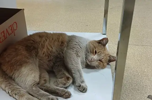 Найдена кошка, Нижний Новгород, фото: Кошка найдена на Памирской 11В, Н. Новгород