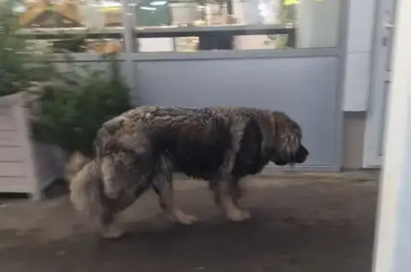 Найдена собака, Оренбург, фото: Собака у ТЦ 