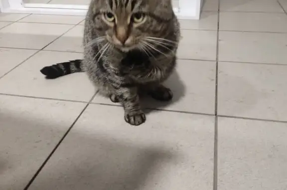 Найдена кошка, Оренбург, фото: Кошка найдена: Ноябрьская, 43/2, Оренбург