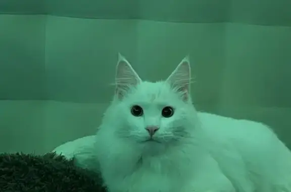 Пропала кошка, Рябикова 80, Ульяновск