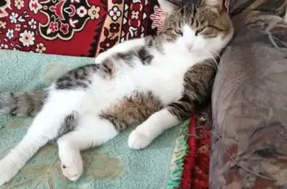 Объявления о пропавших и найденных животных, Лысьва, фото: Пропала кошка, Ушинского 39, Лысьва