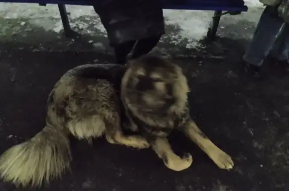 Найдена собака, Оренбург, фото: Найдена собака, Уральская 2Д, Оренбург