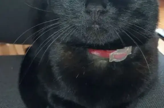 Пропала кошка, Дачная ул. 5, Отрадное