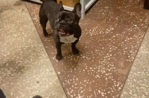 Найдена собака, Казань, фото: Французский бульдог найден на Сафиуллина 5В