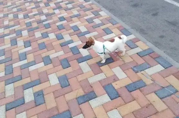 Найдена собака, Ставрополь, фото: Собака найдена, б-р Зелёная Роща, 32