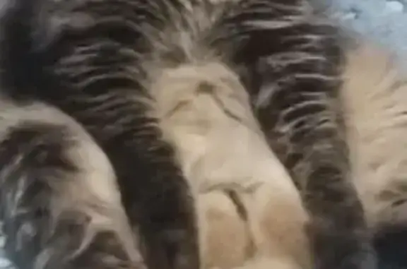 Пропала кошка, Комсомольская 15, Чехов