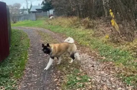 Пропала собака в Высоково, МО