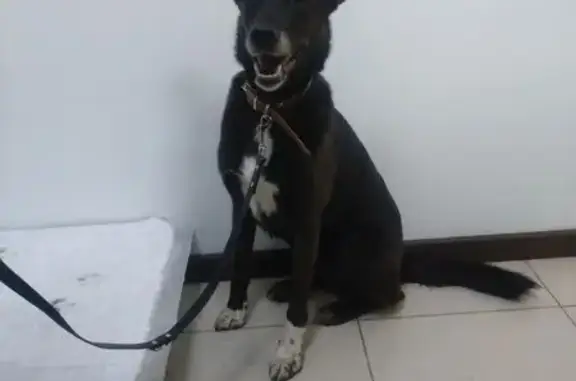 Найденные животные Долгопрудный, фото: Собака найдена: Дирижабельная ул, 4 с1