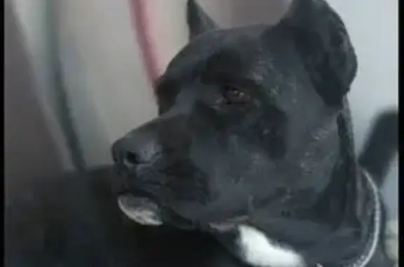 Пропала собака, Яксатовский с/с, Речная 4А