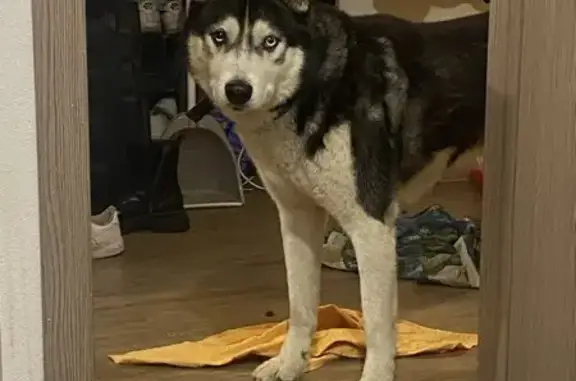 Пропала хаски, ул. Петрова 34В, Верх. Пышма