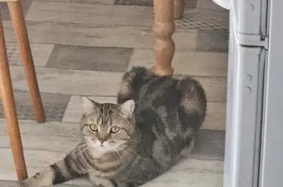 Кошки потеряшки, Москва, фото: Потеряшка кошка, Измайловский проспект, 49