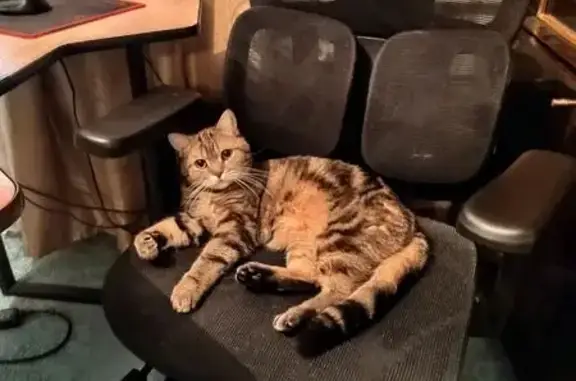 Кошки потеряшки, Москва, фото: Потеряшка кошка, Измайловский проспект, 49