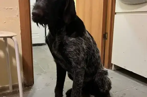 Объявления о пропавших и найденных животных, Конаково, фото: Дратхаар найдена: 1-я Набережная, 106