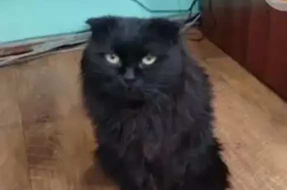 Найдена кошка, Новокузнецк, фото: Найдена кошка, ул. ДОЗ, 7, Новокузнецк