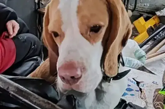 Найдена собака, Красноуральск, фото: Бигль найден: ул. 7 Ноября, Красноуральск