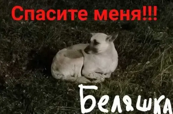 Пропала собака, г. Липецк, Липецкая обл.