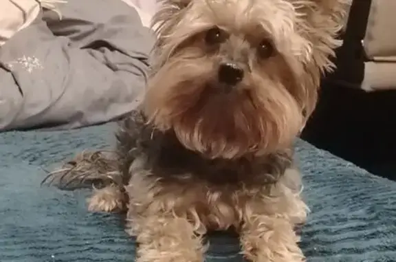 Пропала собака Геша, Жуковский, Нижегородская 35