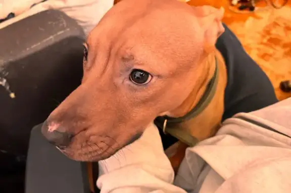 Найдена собака, Курган, фото: Собака найдена на Краснодонской 9, Курган