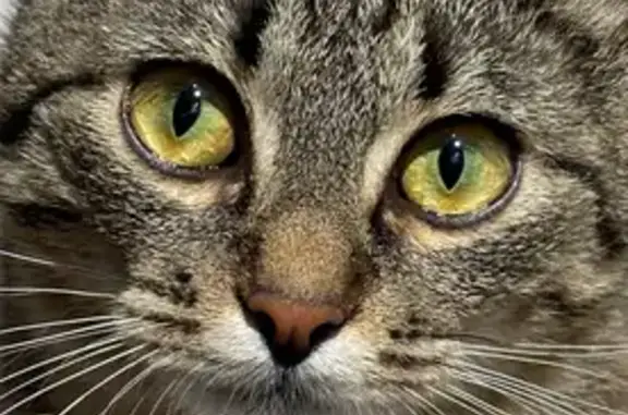 Пропала кошка, Черничная ул., Внуково