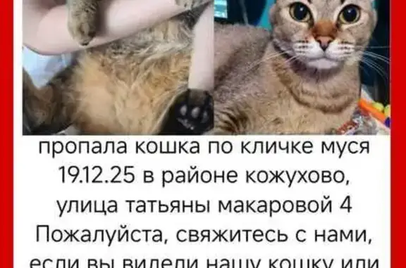 Кошки потеряшки, Москва, фото: Потеряшка кошка, Москва