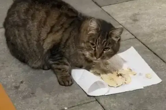 Найдена кошка, Пионерский, фото: Кошка найдена в Волошино, Калининград