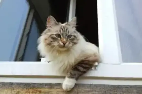 Пропала кошка, ул. Кирова, Сос...