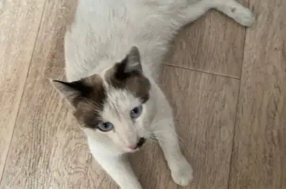 Пропала кошка, Чита