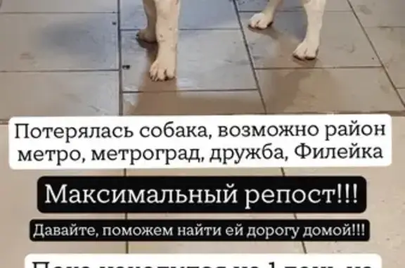 Найдена собака, Киров, фото: Бигль найден на Московской ул., 217