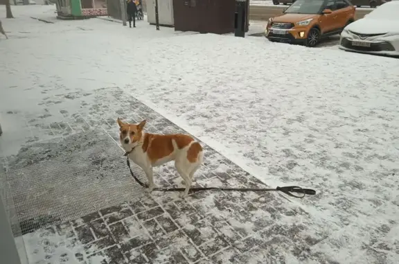 Найдена собака, Тамбов, фото: Собака найдена у Пятерочки, Сенько 20