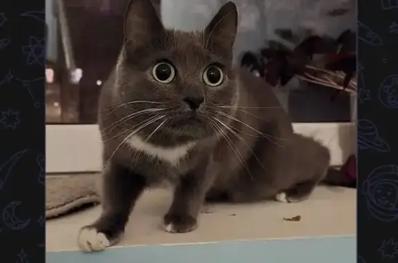 Найдена кошка, Королёв, фото: Найдена кошка, Королёв