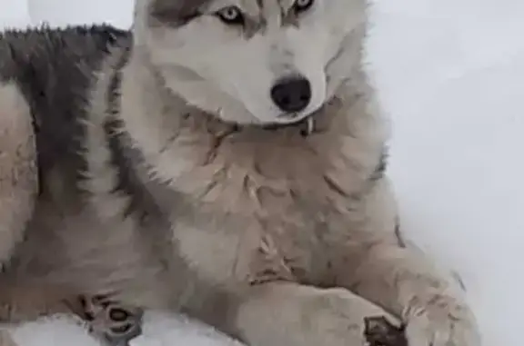 Пропала хаски, Лунная ул., Тамбовский лесхоз