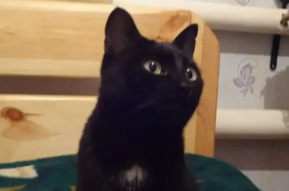 Пропала кошка, Нижний Новгород