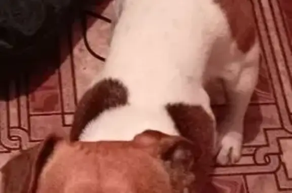 Найденные животные Рязань, фото: Найдена собака, Рязань, Качевская 26/1