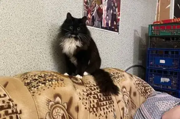 Пропала кошка, Сергеево