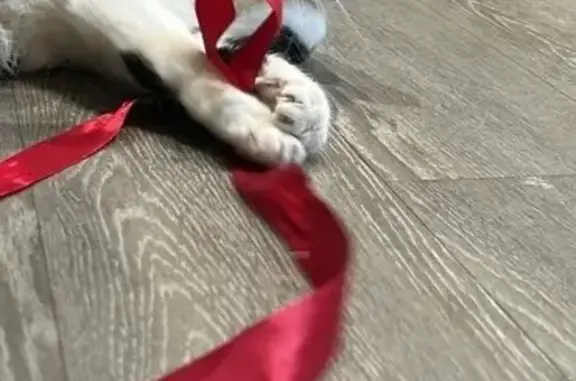 Найдена кошка, Иркутск, фото: Найдена кошка, Карла Либкнехта 121, Иркутск