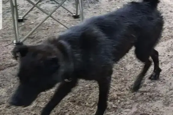 Пропала собака, ул. 4-й Пятилетки, 58